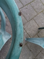 Pentatoma rufipes