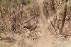 Ptilopachus petrosus