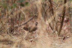 Ptilopachus petrosus