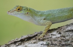 Anolis distichus