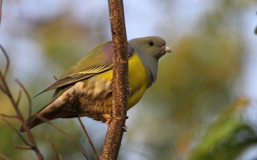 Bruce's Green-Pigeon