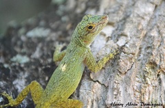 Anolis distichus