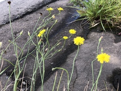 Hypochaeris radicata