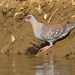 Speckled Pigeon - Photo (c) Christoph Moning, some rights reserved (CC BY)