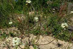 Manulea corymbosa