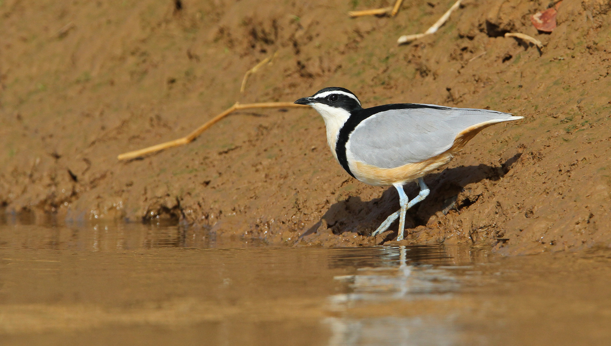 Chorlito Egipcio (Pluvianus aegyptius) · NaturaLista Colombia