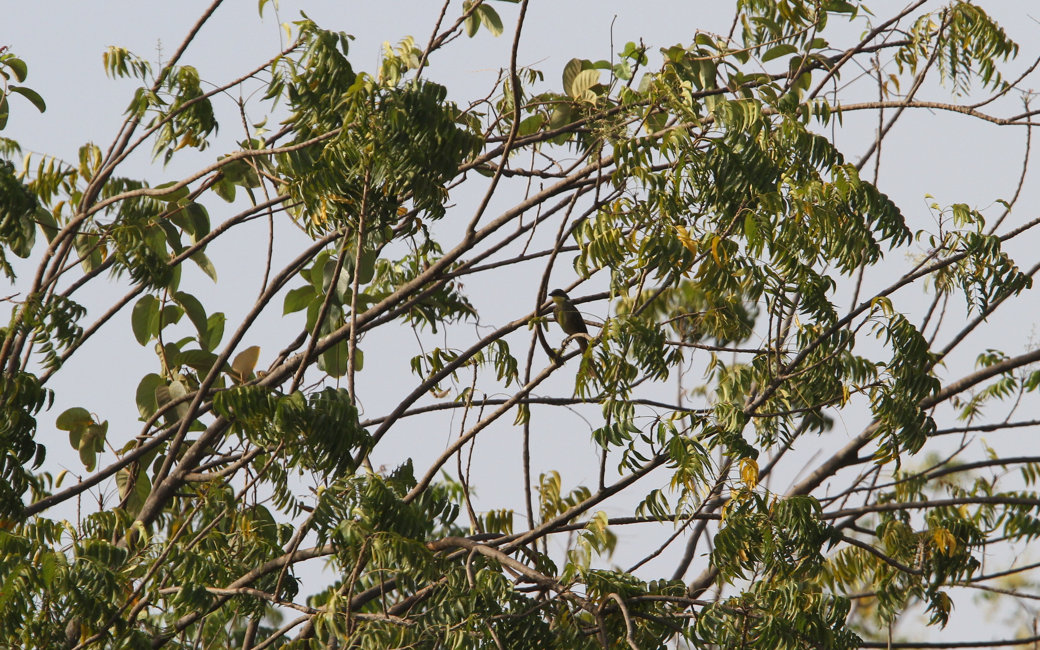 Yellow-throated Greenbul illustration