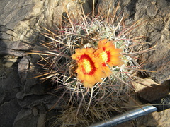 Homalocephala parryi