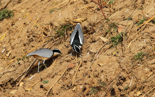 Pluvial (Pluvianus aegyptius)