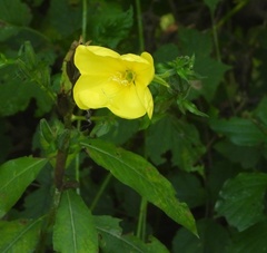 Oenothera oehlkersi