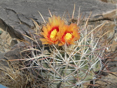 Homalocephala parryi