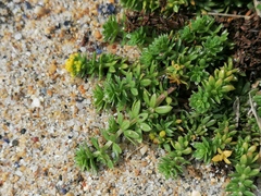 Galium arenarium