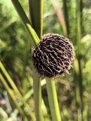 Chorizandra sphaerocephala