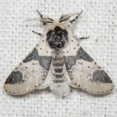 Furcula modesta
