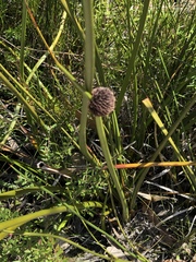 Chorizandra sphaerocephala