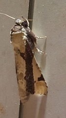 Calledema contingata