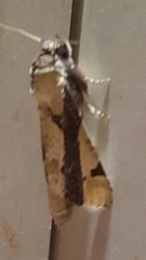 Calledema contingata