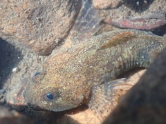 Cottus perifretum