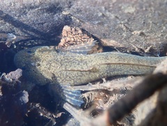Cottus perifretum