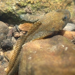 Cottus perifretum