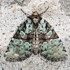 Leuconycta lepidula