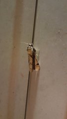 Calledema contingata