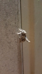 Inguromorpha polybia