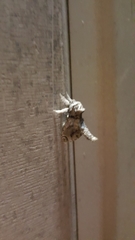 Inguromorpha polybia