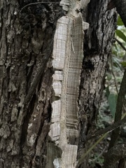 Mezoneuron brachycarpum