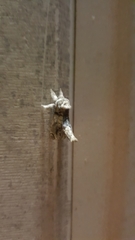 Inguromorpha polybia