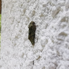 Noctuidae