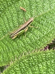 Spathosternum prasiniferum