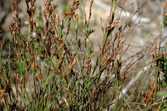 Restio impolitus
