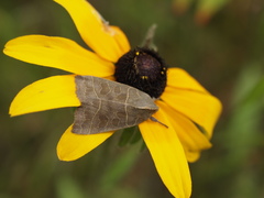 Ipimorpha pleonectusa