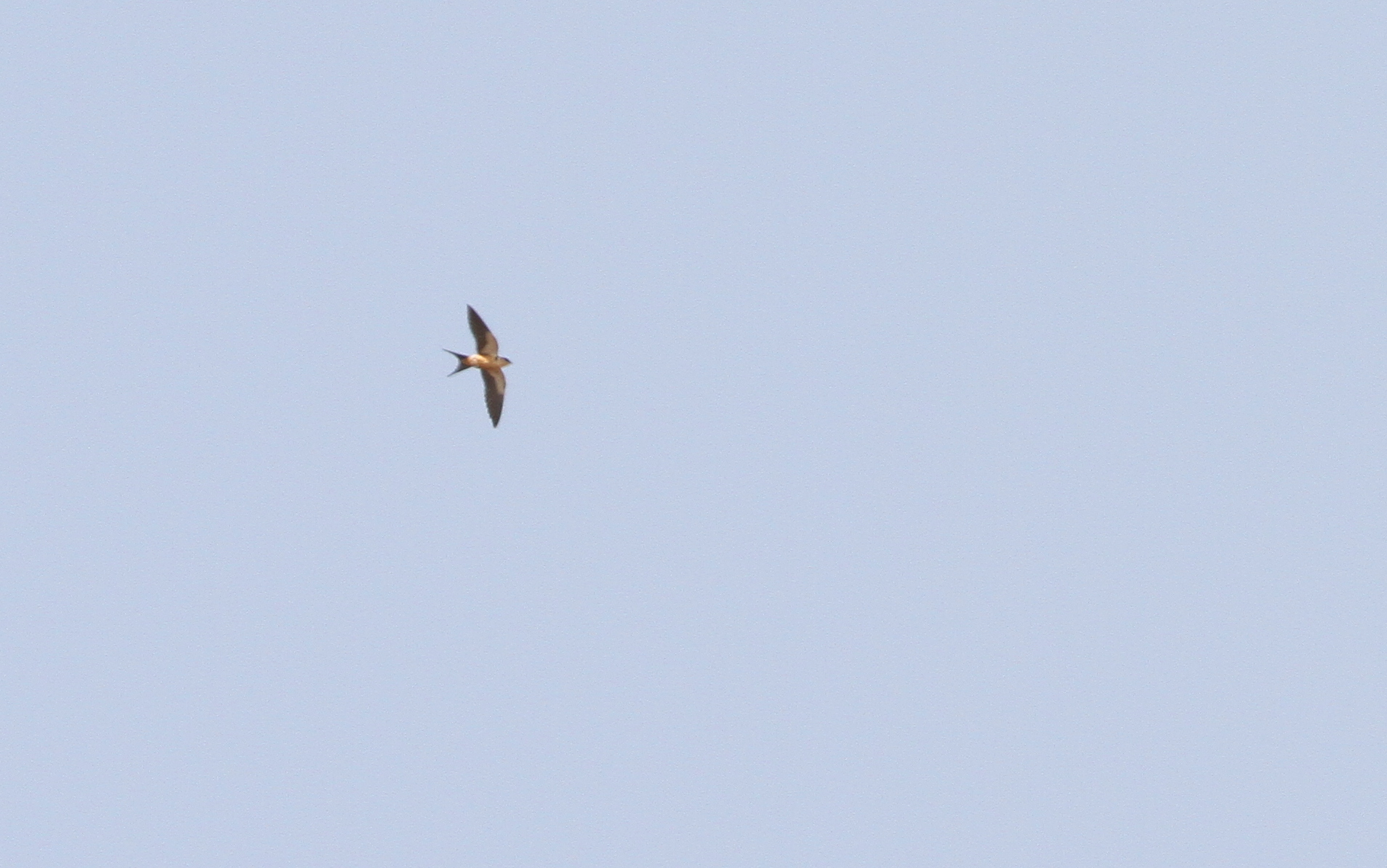 Mosque Swallow illustration