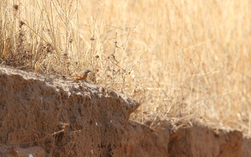 Gosling's Bunting (Emberiza goslingi), photo 7