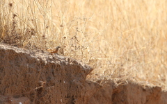 Emberiza goslingi