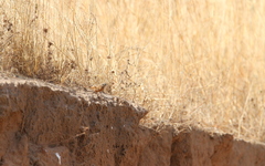 Emberiza goslingi