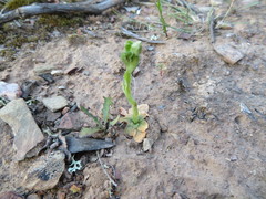Pterostylis bicolor
