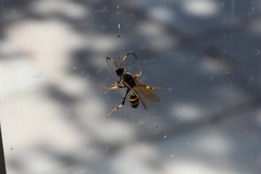 Ichneumon xanthorius