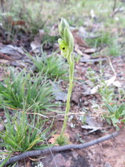 Pterostylis bicolor