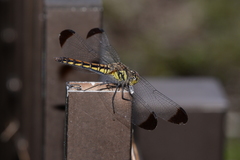 Sympetrum baccha matutinum