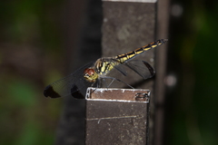 Sympetrum baccha matutinum