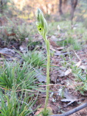 Pterostylis bicolor