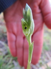 Pterostylis bicolor