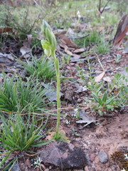 Pterostylis bicolor