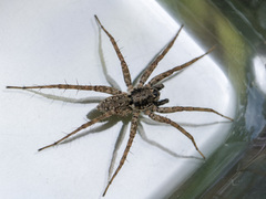 Pardosa nebulosa