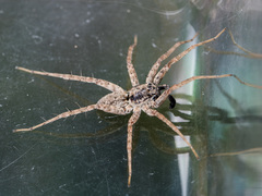 Pardosa nebulosa