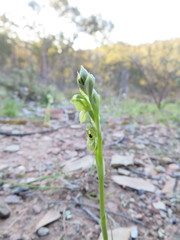Pterostylis bicolor