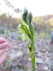 Pterostylis bicolor